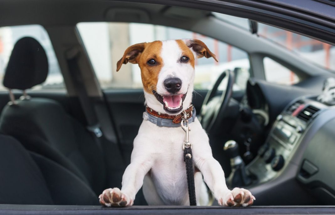 De cuanto es la multa por transportar animales