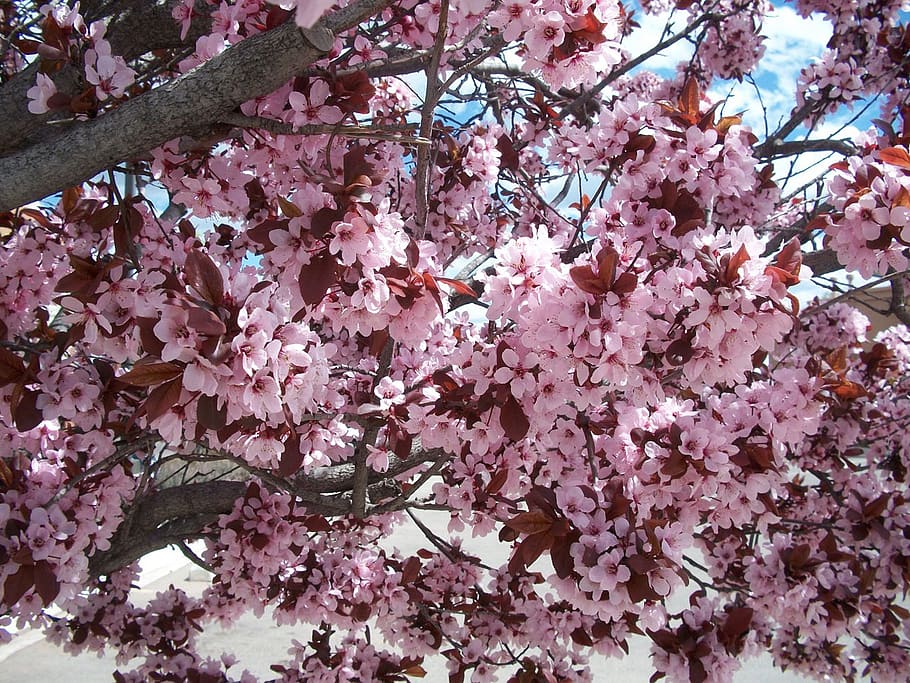 Cherry Blossoms Pink Light Lighter Colors Trees