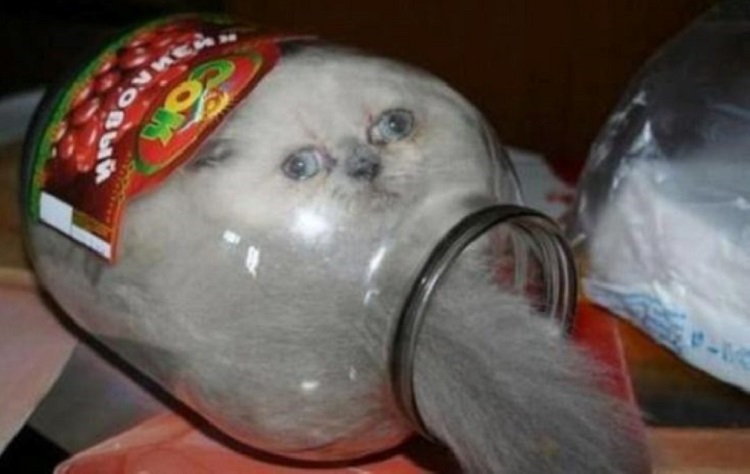 Fotos que demuestran que los gatos odian su vida