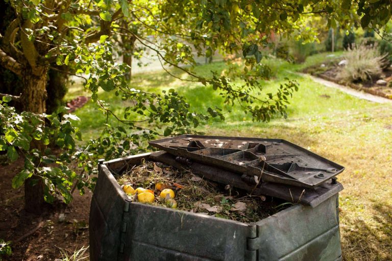 ¿Cómo ayudar al medioambiente desde el jardín de casa?
