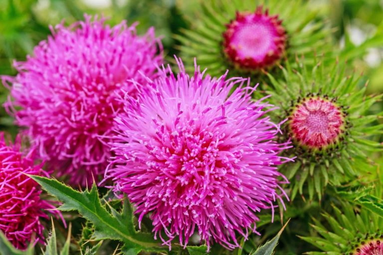 El Cardo Mariano para la desintoxicación natural del hígado en primavera de la mano de Store Naturopatía