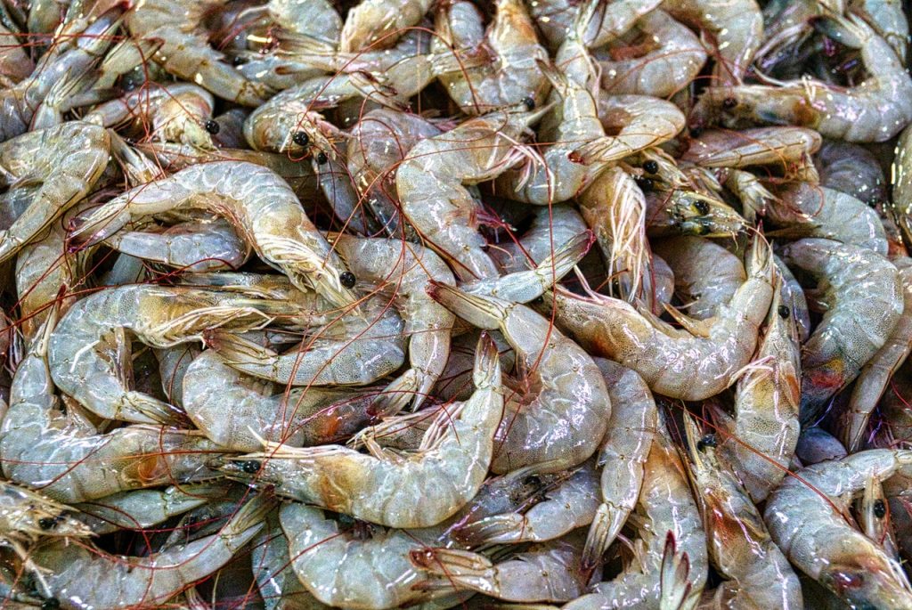 Cómo Debes Cocer Los Langostinos Congelados