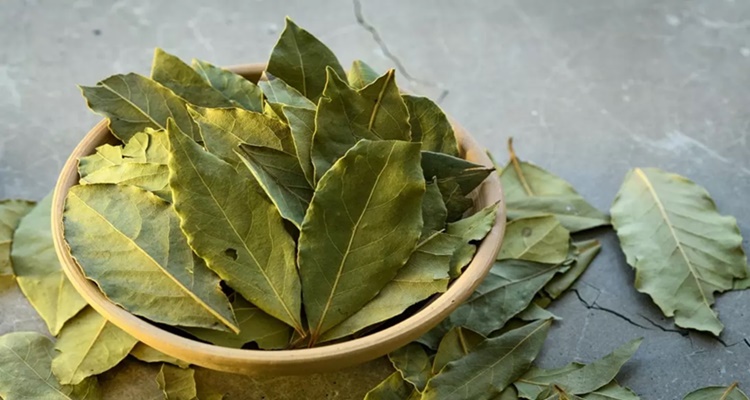 Laurel