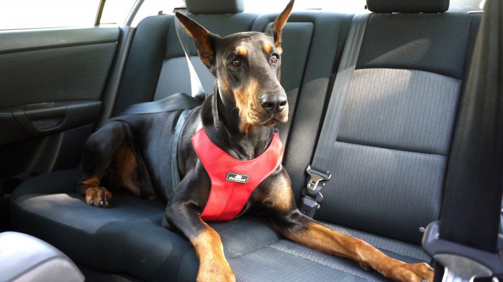 Así Es Como Tienes Que Llevar A Tu Perro En El Coche Según Su Tamaño Para Que No Te Multen