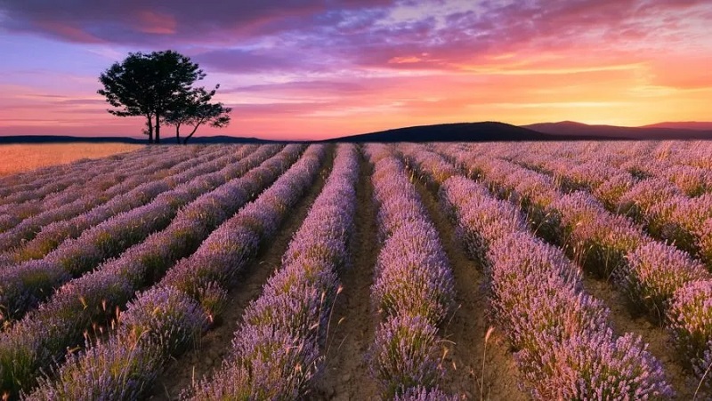 Lavanda