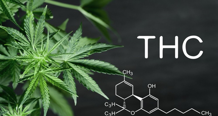 Thc Propiedades Planta Marihuana