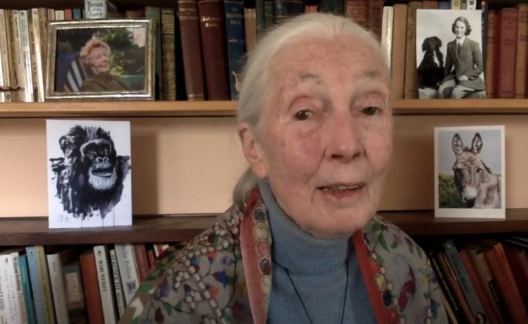Jane Goodall en la URL:  «"think globally, act locally" es el camino equivocado, porque pensar globalmente causa depresión»