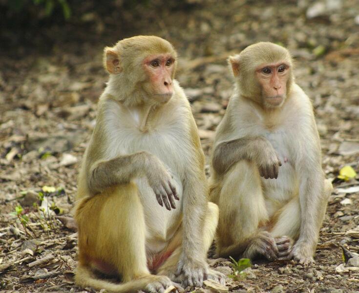 Sanidad informa de que hay 21 positivos a viruela animal pero falta confirmar si es la del mono