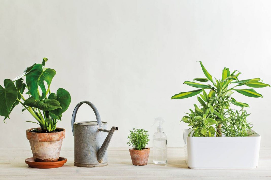 Una planta que puede eliminar los olores de la casa