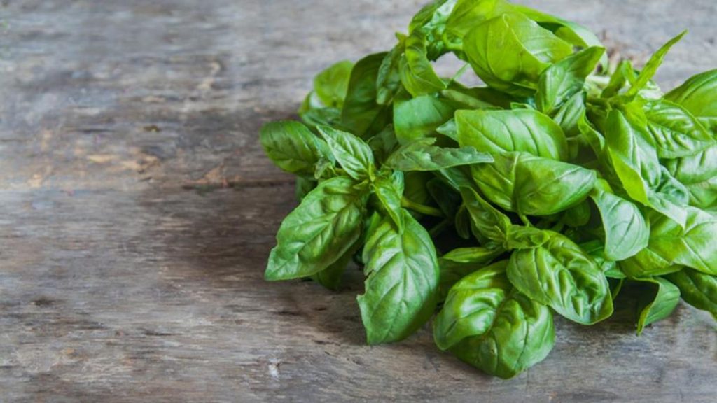 Los Increíbles Beneficios De La Albahaca Que Debes Probar En Tu Cocina