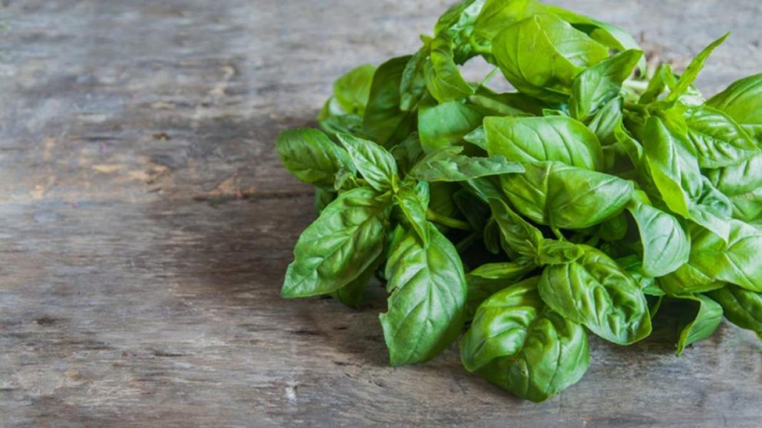 Los increíbles beneficios de la albahaca que debes probar en tu cocina