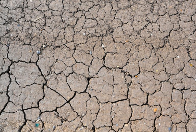 Arabia Saudí, África y Latinoamérica apuestan por la lucha contra la desertificación