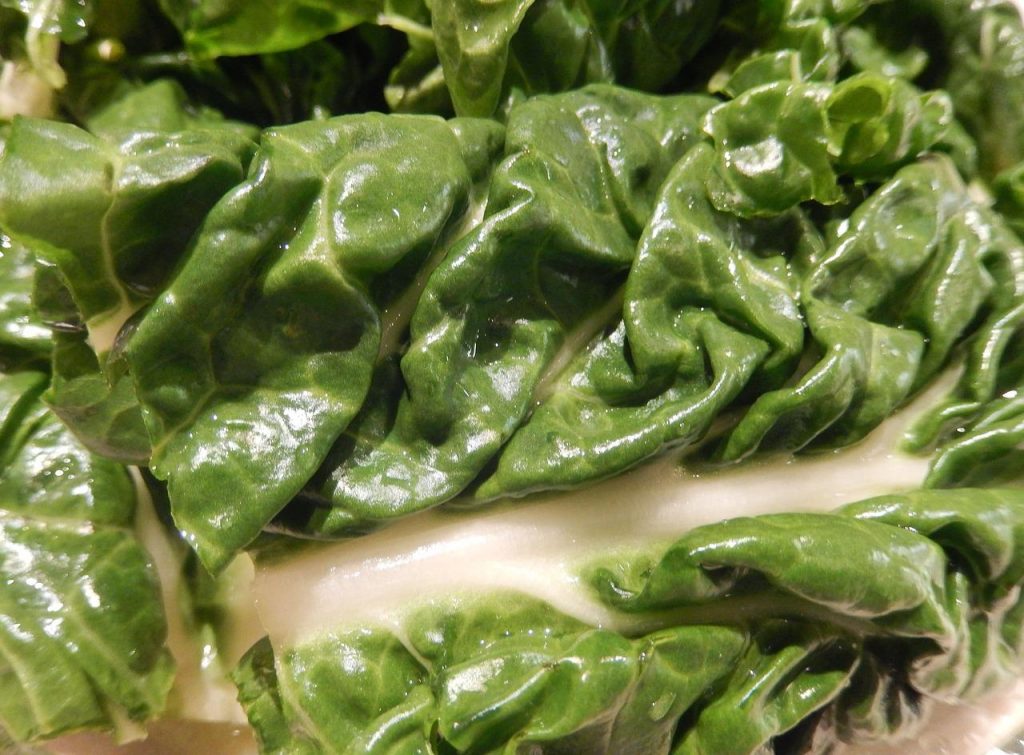 Un Vegetal Milenario Con Un Presente Más Vigente Que Nunca