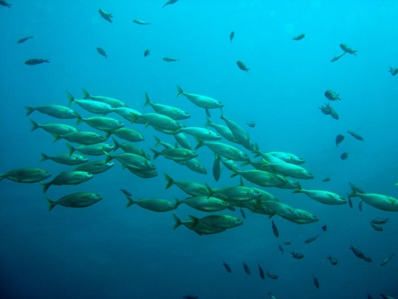 ¿De qué manera respiran los peces?