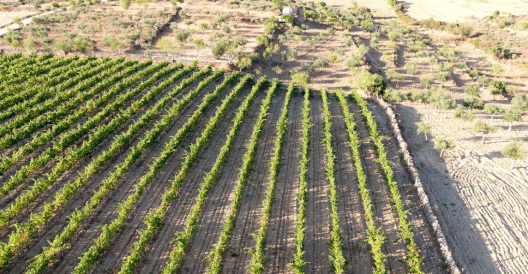 Bodega Quinta Las Velas