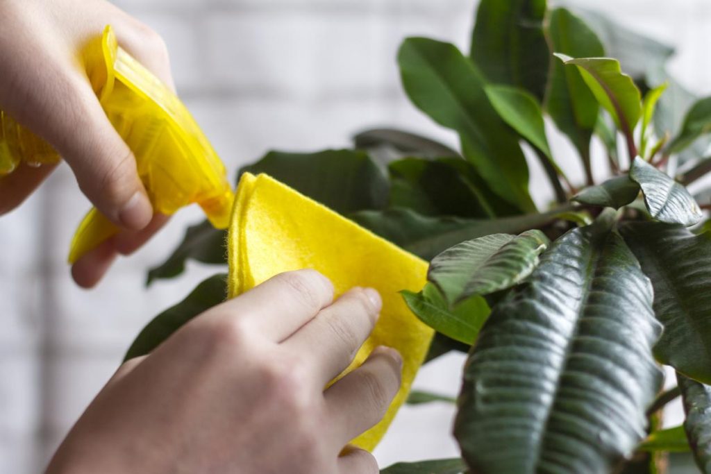 ¿Qué Pueden Significar Las Plantas Para Nosotros?