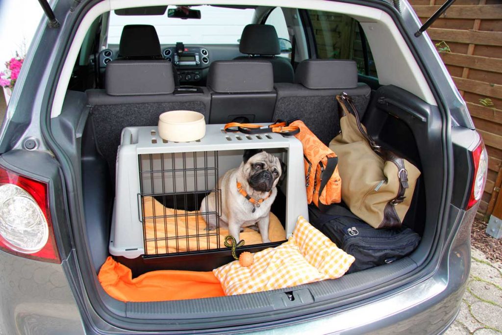 ¿Cuánto es la multa por no llevar bien sujeta a la mascota en el interior del coche?