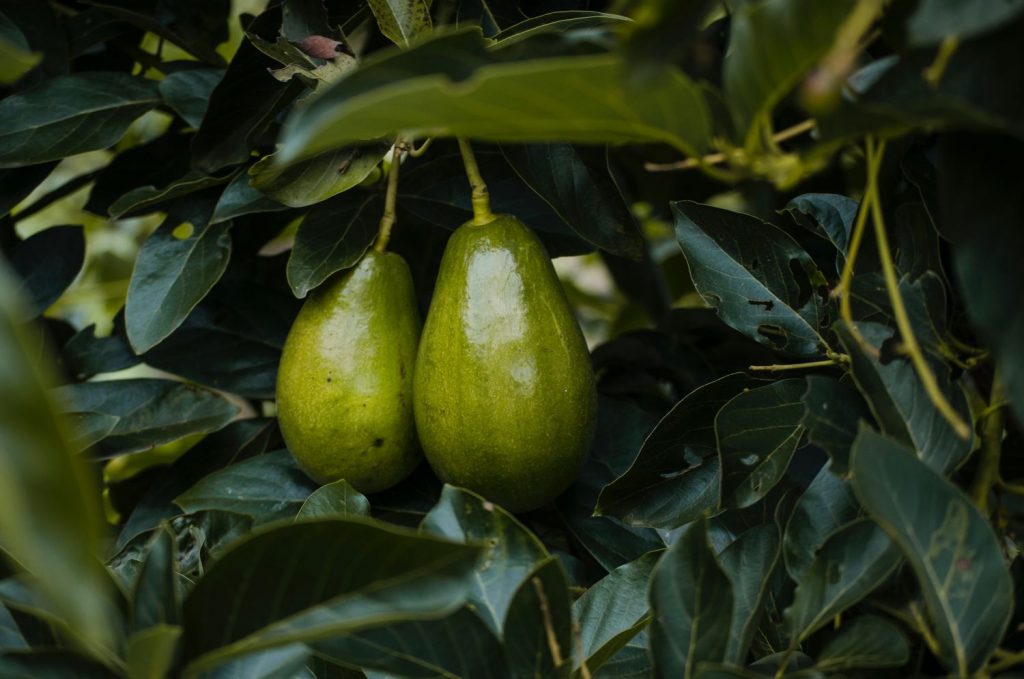 El Helado De Aguacate Para Cuidarte Incluso En Verano