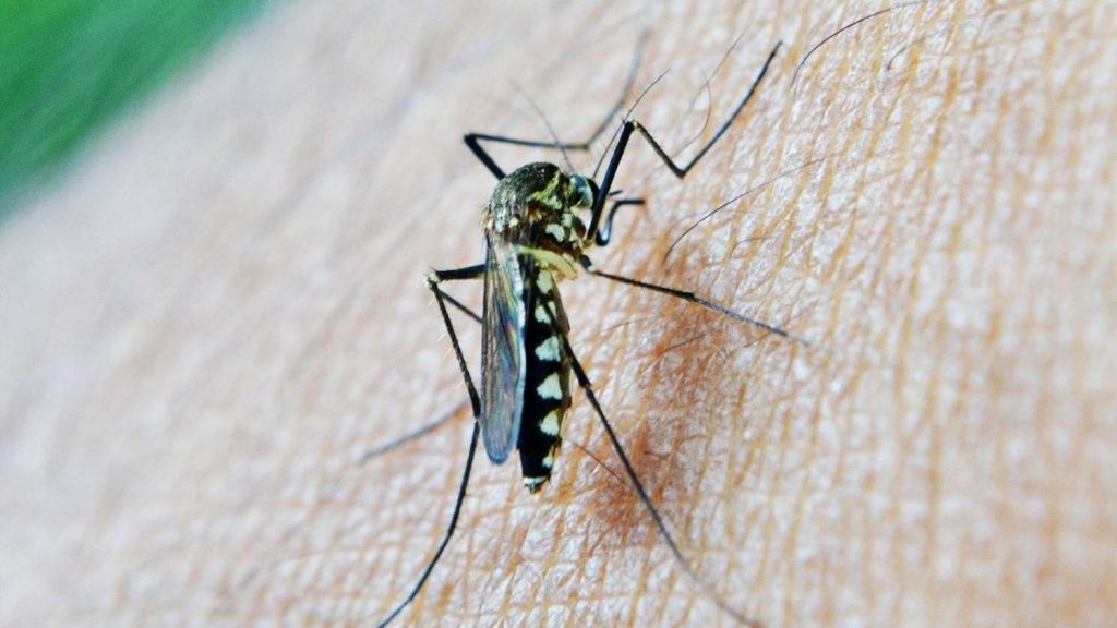Mitos y verdades sobre las picaduras de mosquitos