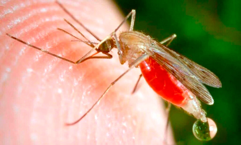 ¿Cuál Es El Motivo Por El Que Te Pican Los Mosquitos?