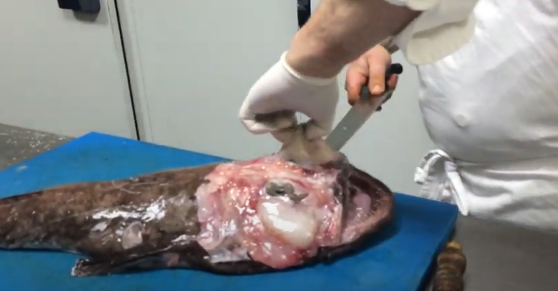 limpiar pescado