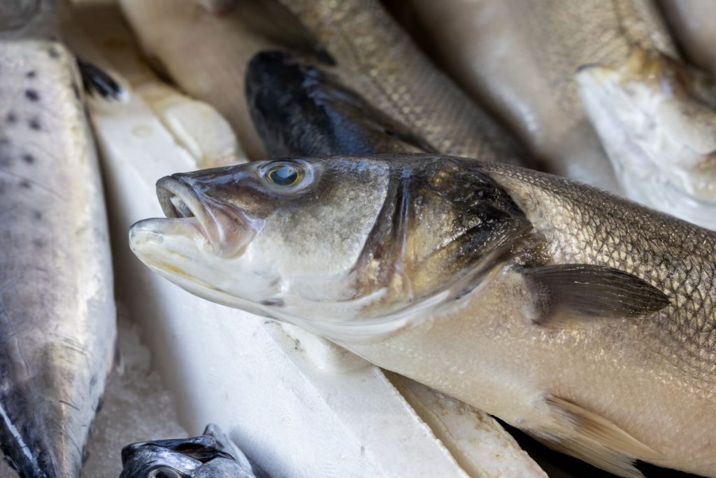 Lubina A La Espalda La Forma Sana Y Rica De Tomar Pescado Al Horno