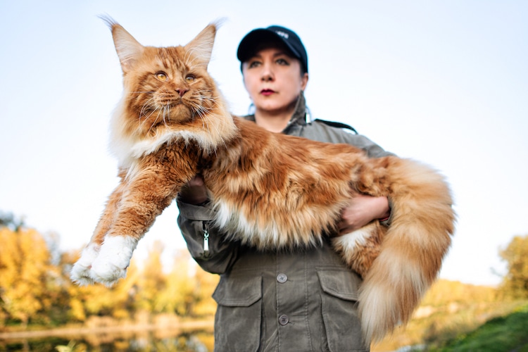 Maine Coon: ¿cómo es vivir con el gato más grande del mundo?