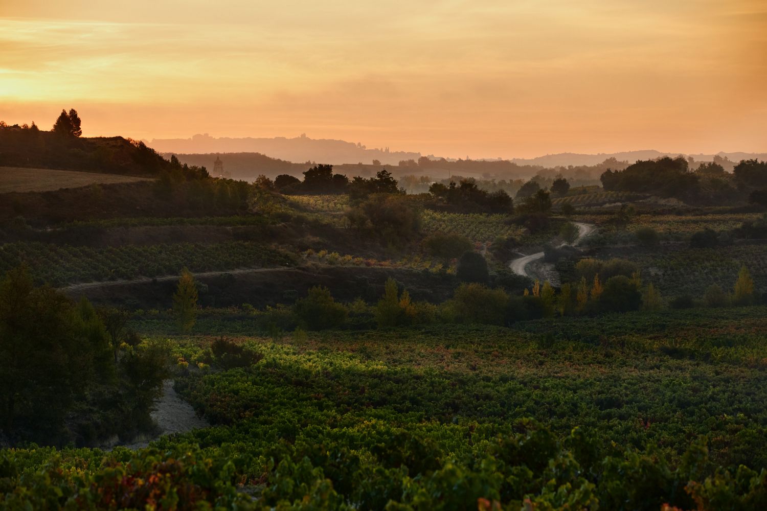 Vino De Calidad