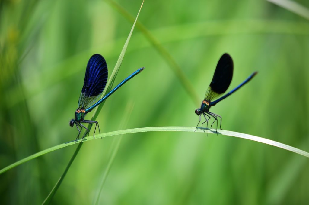 Trata Las Picaduras De Insectos Con Cáscara De Plátano