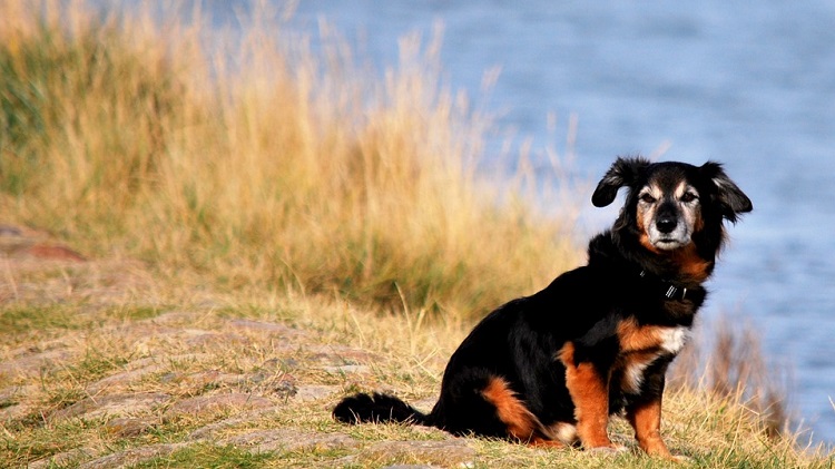 Confesiones Que Hicieron Los Veterinarios Sobre Tus Mascotas