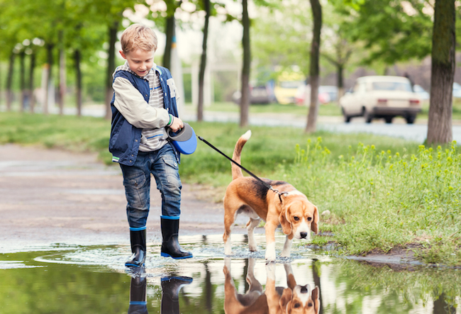 Las Mejores Razas De Perro Para Tener En Casa Con Niños Pequeños