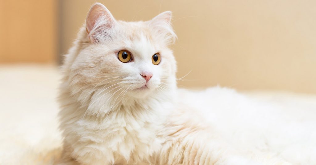 Gato De Angora