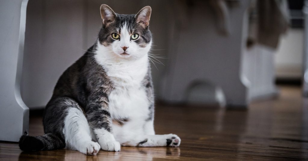 Gato Obeso
