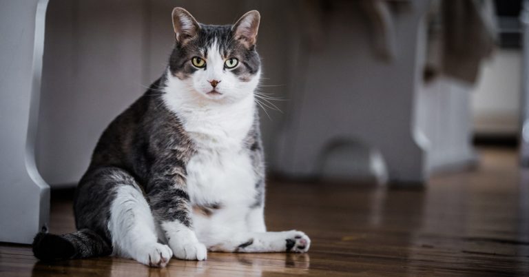 ¿Cómo ayudar a su gato obeso a perder peso?