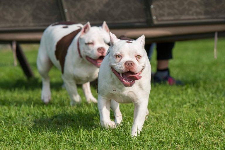 Cachorros de razas de linaje puro y criados en familia por el criadero de perros Cachorros del Valle