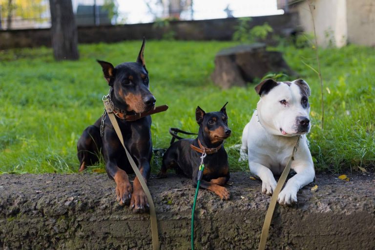 Conocer la verdad sobre los perros potencialmente peligrosos