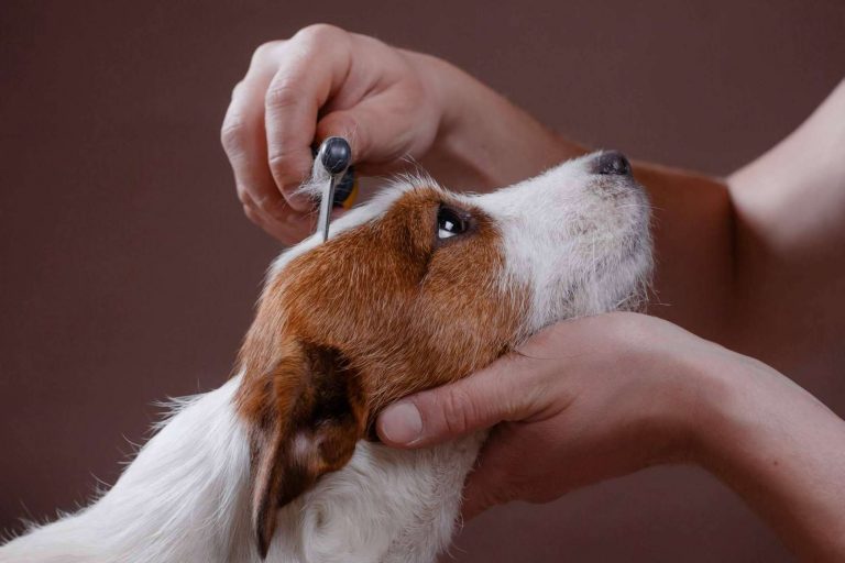 Cachorros del Valle, un centro especializado en la atención de los parásitos en perros