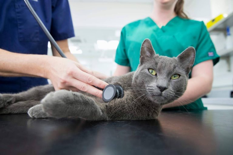 ¿Por qué es importante contratar un seguro veterinario?