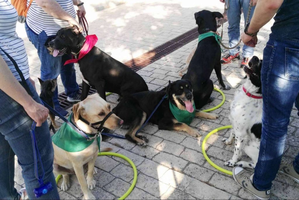 Labrador Retriever: Una Pareja De Tres