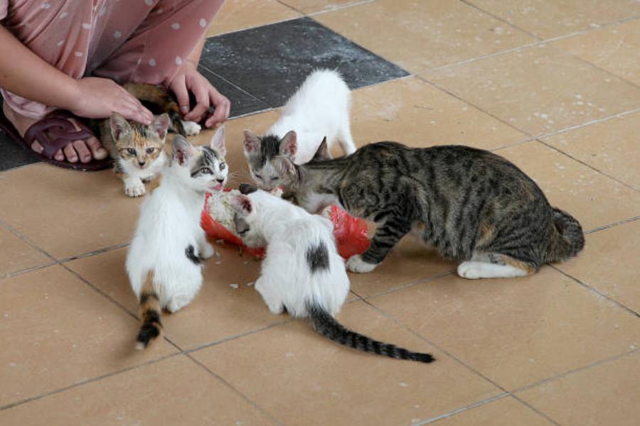 Consecuencias de darle arroz a tu gato