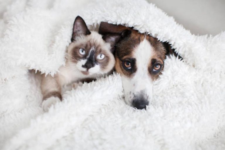 El problema de darles arroz a los gatos y perros