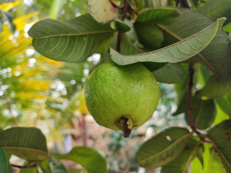 Propiedades de la guayaba