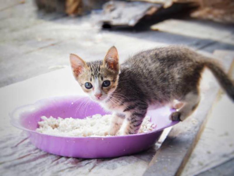 Que les pasa a los gatos si comen arroz regularmente