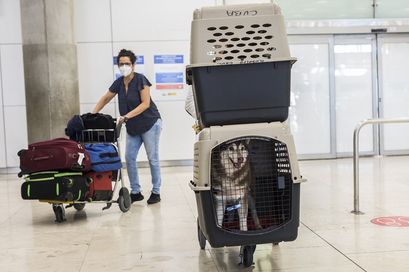 Así Es Como Tienes Que Llevar A Tu Perro En El Coche Según Su Tamaño Para Que No Te Multen