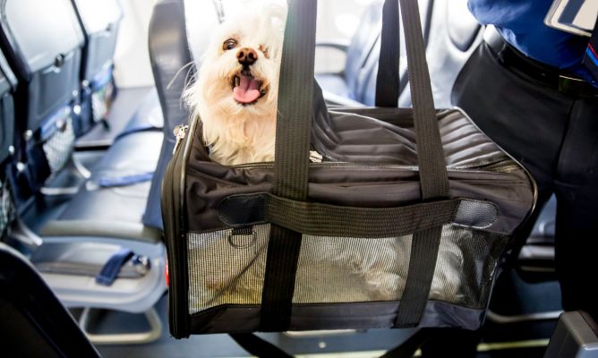 ¿Puedes Viajar En Avión Con Tu Mascota? Estos Son Los Requisitos