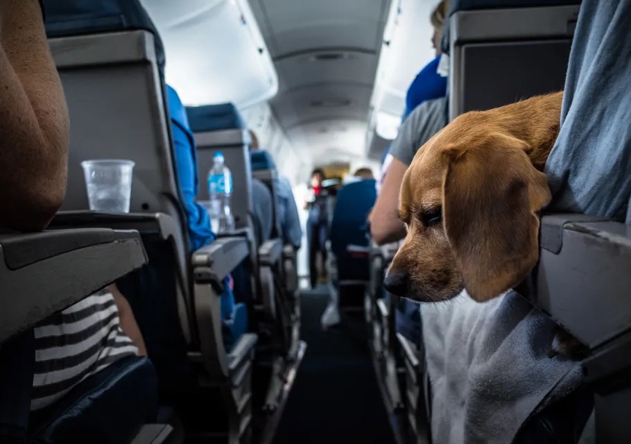 ¿Puedes Viajar En Avión Con Tu Mascota? Estos Son Los Requisitos