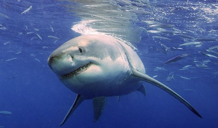 Los tiburones grandes podrían estar cazándose entre sí