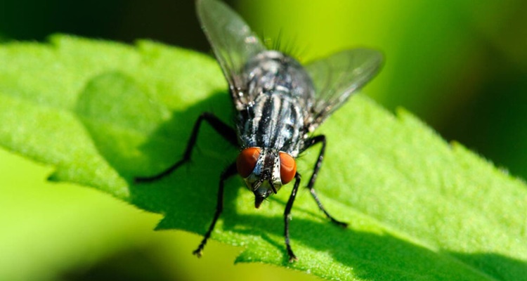 Mosca Negra Madrid