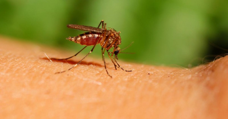 Productos Para Eliminar Rápido Las Picaduras De Mosquito