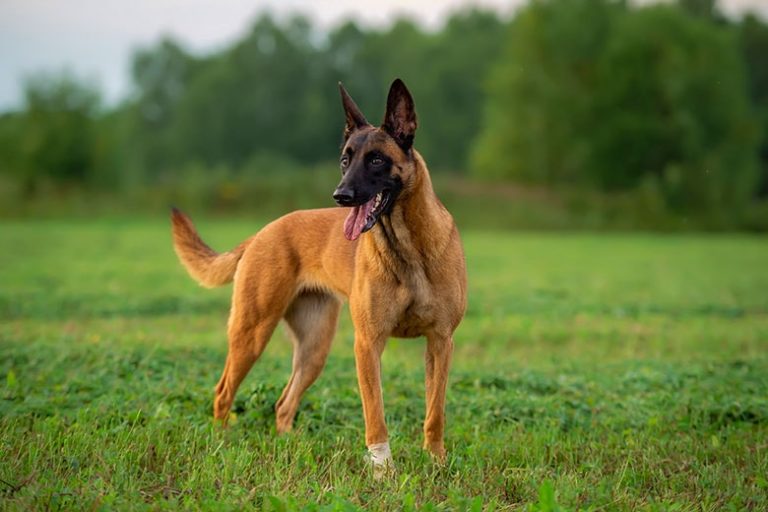 Pastor belga: 9 características de esta gran raza canina
